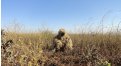 Маскировочный халат Taganrog Друид – купить по цене 3500 руб. в интернет-магазине в городе Мурманск картинка 17